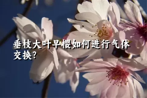 垂枝大叶早樱如何进行气体交换？