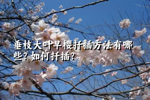 垂枝大叶早樱扦插方法有哪些？如何扦插？