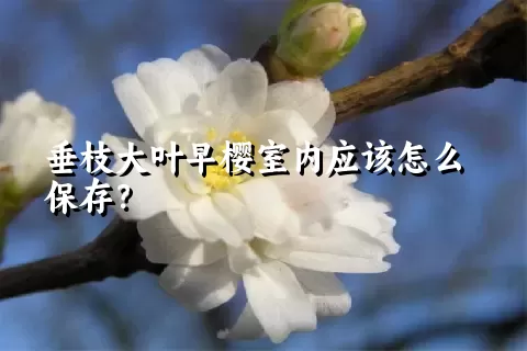 垂枝大叶早樱室内应该怎么保存？