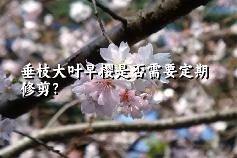 垂枝大叶早樱是否需要定期修剪？