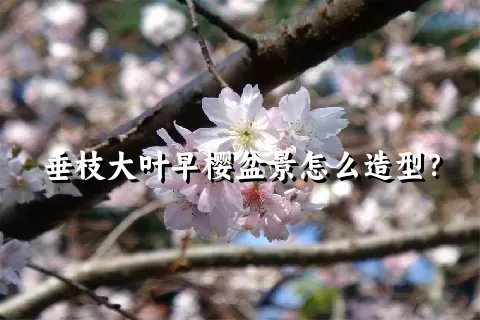 垂枝大叶早樱盆景怎么造型？