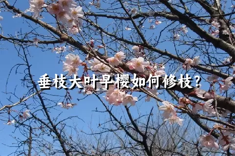 垂枝大叶早樱如何修枝？
