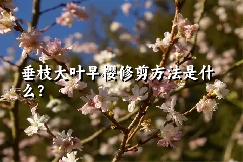 垂枝大叶早樱修剪方法是什么？