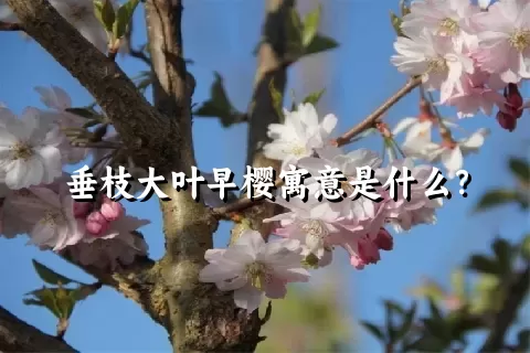 垂枝大叶早樱寓意是什么？