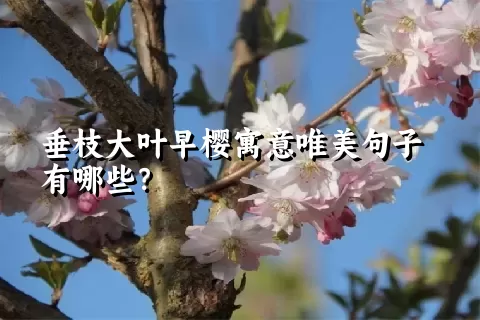 垂枝大叶早樱寓意唯美句子有哪些？