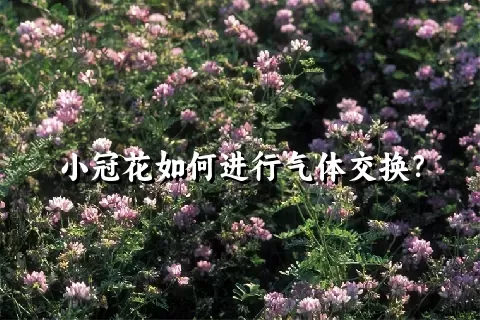小冠花如何进行气体交换？