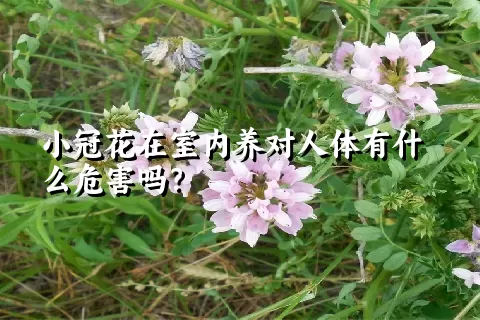 小冠花在室内养对人体有什么危害吗？