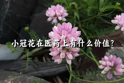 小冠花在医药上有什么价值？
