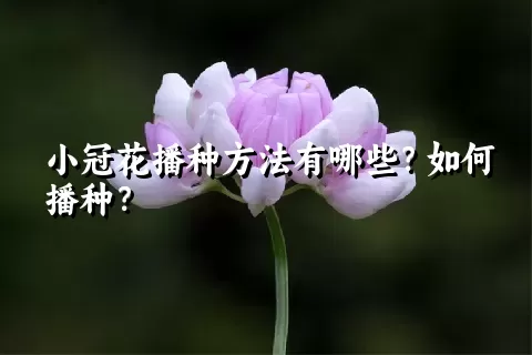 小冠花播种方法有哪些？如何播种？