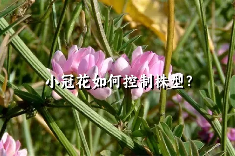 小冠花如何控制株型？