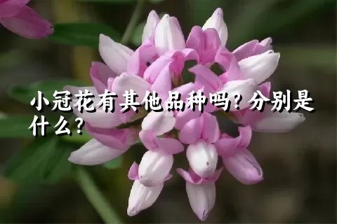 小冠花有其他品种吗？分别是什么？