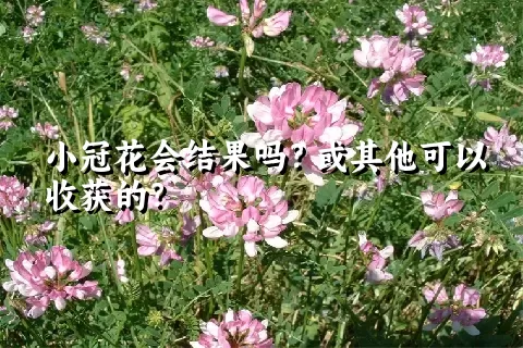 小冠花会结果吗？或其他可以收获的？