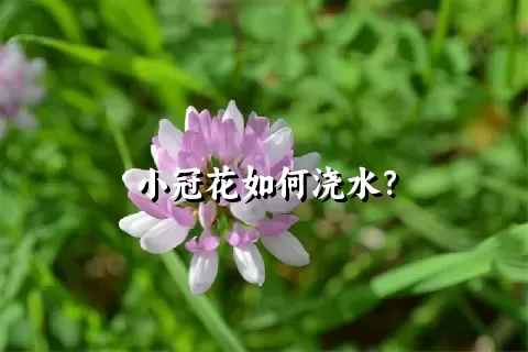 小冠花如何浇水？