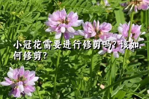小冠花需要进行修剪吗？该如何修剪？