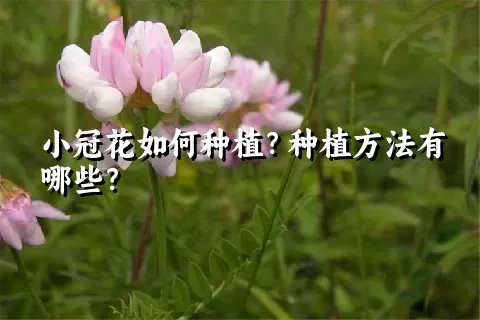 小冠花如何种植？种植方法有哪些？
