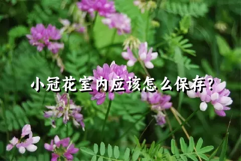 小冠花室内应该怎么保存？
