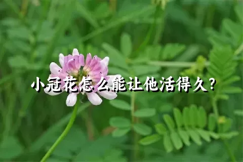 小冠花怎么能让他活得久？