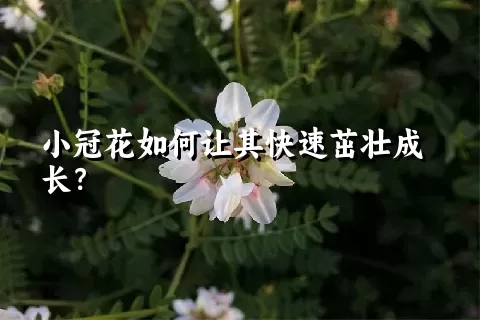 小冠花如何让其快速茁壮成长？