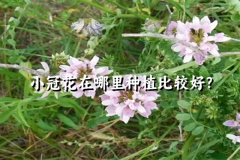 小冠花在哪里种植比较好？