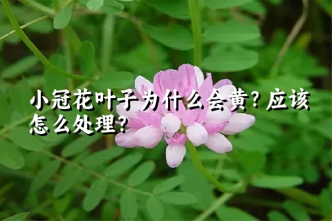 小冠花叶子为什么会黄？应该怎么处理？