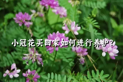 小冠花买回家如何进行养护？