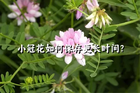 小冠花如何保存更长时间？