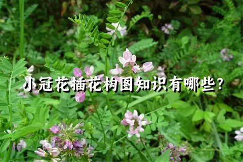 小冠花插花构图知识有哪些？