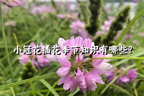 小冠花插花季节知识有哪些？