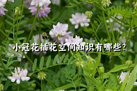 小冠花插花空间知识有哪些？