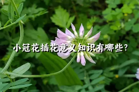 小冠花插花意义知识有哪些？