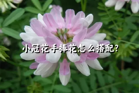 小冠花手捧花怎么搭配？