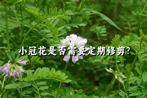 小冠花是否需要定期修剪？
