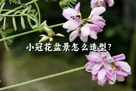 小冠花盆景怎么造型？