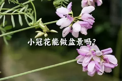 小冠花能做盆景吗？