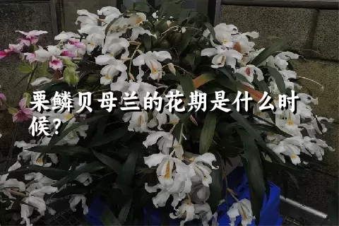栗鳞贝母兰的花期是什么时候？