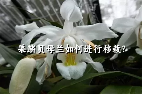 栗鳞贝母兰如何进行移栽？