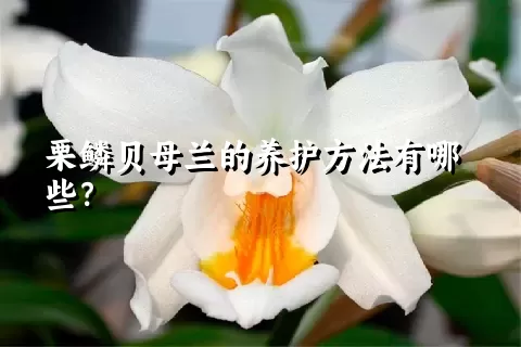栗鳞贝母兰的养护方法有哪些？