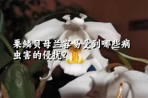 栗鳞贝母兰容易受到哪些病虫害的侵扰？