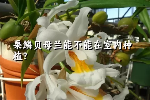 栗鳞贝母兰能不能在室内种植？