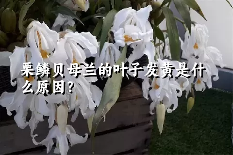 栗鳞贝母兰的叶子发黄是什么原因？