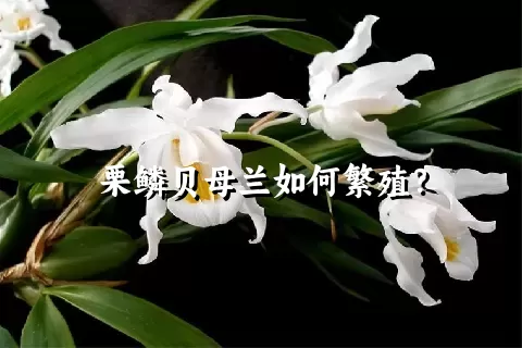 栗鳞贝母兰如何繁殖？