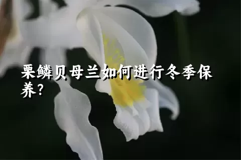 栗鳞贝母兰如何进行冬季保养？