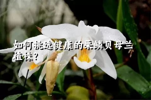 如何挑选健康的栗鳞贝母兰植株？