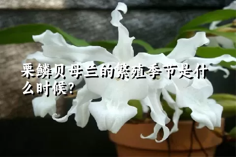 栗鳞贝母兰的繁殖季节是什么时候？