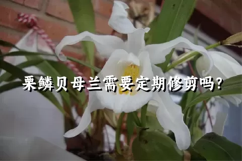 栗鳞贝母兰需要定期修剪吗？