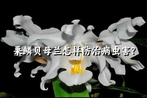 栗鳞贝母兰怎样防治病虫害？