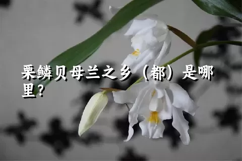 栗鳞贝母兰之乡（都）是哪里？