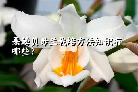 栗鳞贝母兰栽培方法知识有哪些？