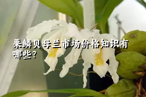 栗鳞贝母兰市场价格知识有哪些？