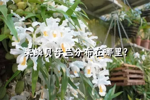 栗鳞贝母兰分布在哪里?
